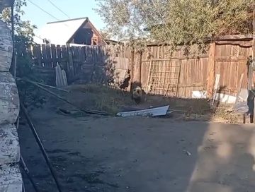 В пригороде Кызыла медвежат выдворили от дачного общества; одного хищника пришлось ликвидировать ради безопасности туристов