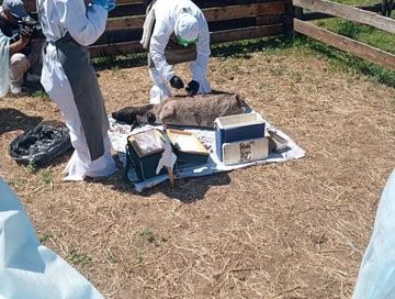 В Республике Алтай прошли учения ветеринарных служб по ликвидации условного эпизоотического очага