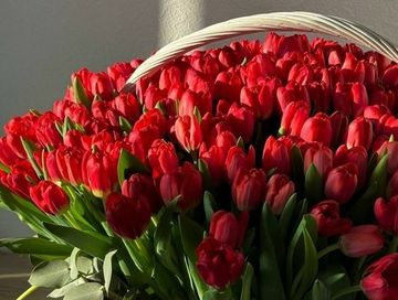 Почему на 8 Марта дарят именно тюльпаны? Романтика, дефицит и снимок 1973 года