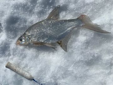 Дош адаандан балыктаашкын: Кубок Чаа-Хөлде