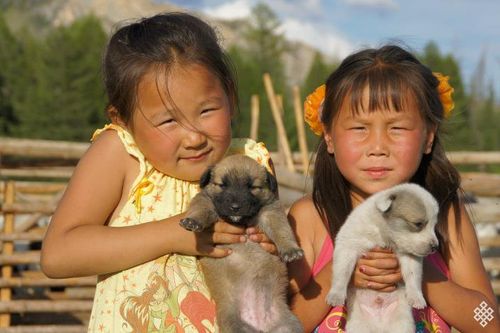 Жители районов Тувы смогут стерилизовать своих животных на льготных условиях