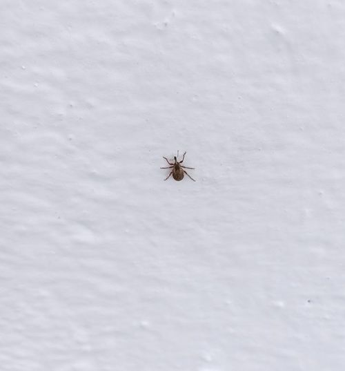 В Туве продолжается сезон активности клещей