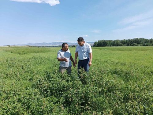 В Тандинском и Кызылском районе проинспектировали ход кормозоготовки