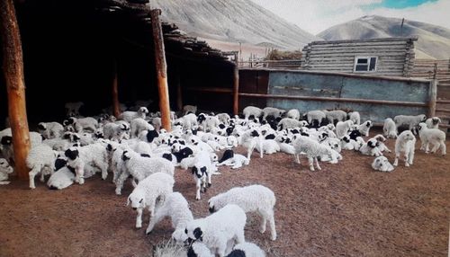 Кара-Кат Донгак: «Заниматься сельским хозяйством дело рисковое»