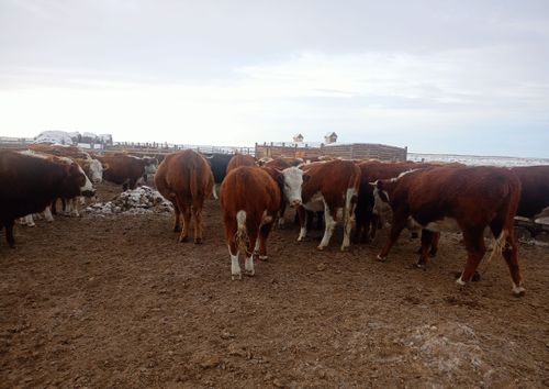 Россельхознадзор и Пограничное управление ФСБ выявили нарушения в учете скота в приграничной зоне Тувы