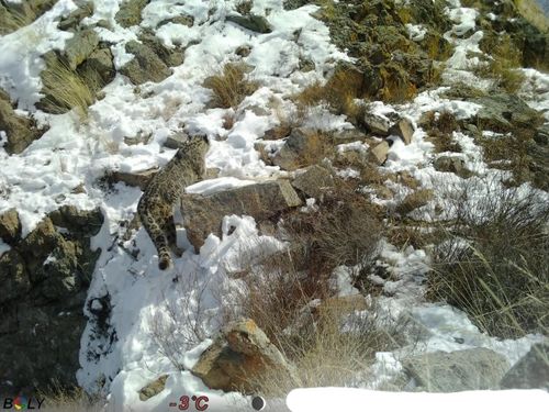 В Туве фотоловушкой зафиксирован снежный барс