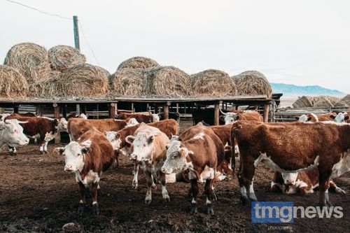 Герефорды. От Англии до Центра Азии-Тувы