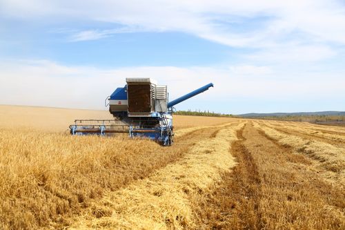 В Туве прием заявок на получение гранта "Агростартап" начнется с 23 января