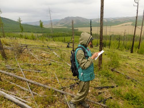 В Туве Рослесозащита подвела итоги работ по мониторингу воспроизводства лесов за текущий год
