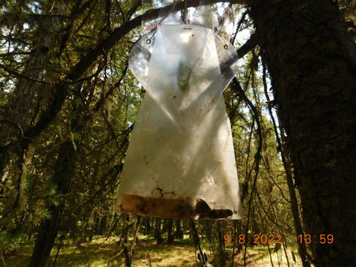 Лесопатологи Тувы подвели итоги феромонных наблюдений