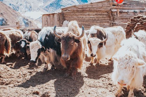 Тува — регион традиционного яководства