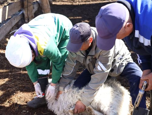 В Туве благодаря системе «Хорриот» выявили реальное поголовье скота