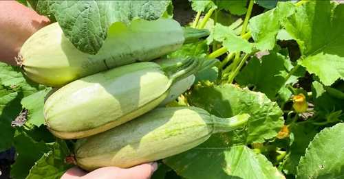 В Туве за последние 10 лет самым урожайным на кабачки стал 2020 год