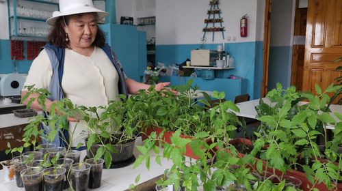 В ТувГУ начали разводить облепиху и смородину