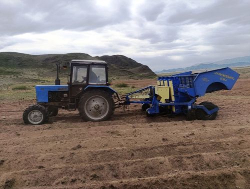 Өг-бүле шыгжамыры: Улуг-хемчилер картофельди тарып олурткан