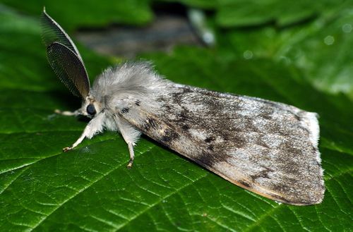 Что влияет на размножение шелкопряда в Туве?
