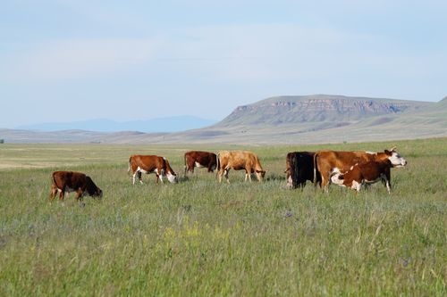 Минсельхозпрод Тувы проведет дополнительный конкурс на господдержку в рамках ИПСЭР