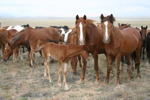 В Туве предложили чипировать всех племенных животных