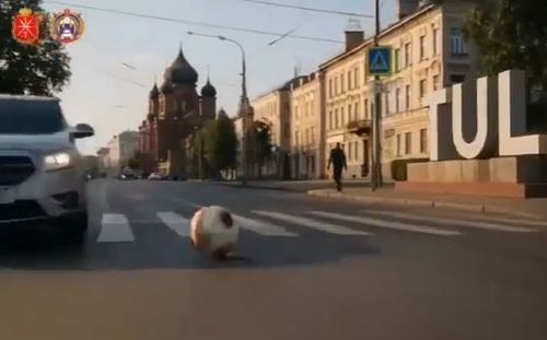 📢Видеовизуальный контент по безопасности дорожного движения в социальных сетях и интернет-изданиях "Пешеходный переход (нейросеть)"