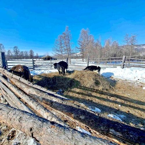 Министр сельского хозяйства и продовольствия Тувы проверил прохождение зимовки скота в Тере-Хольском районе