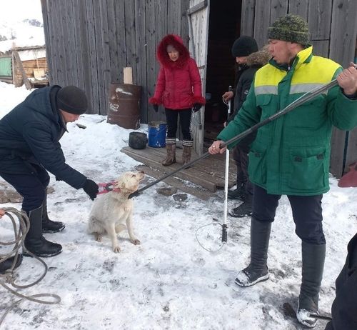 Бо чылын 12,5 муң хире ытты тарып, даңзыга тургузар