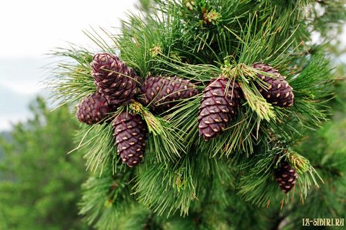 Минлесхоз Тувы призывает жителей республики повременить со сбором кедрового ореха