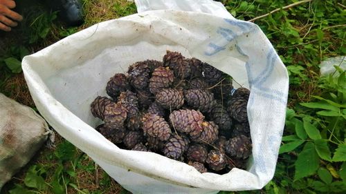Жителей Тувы призывают не торопиться со сбором кедрового ореха