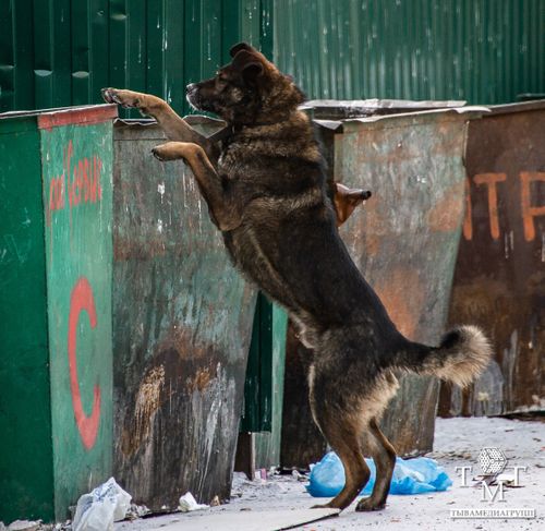 В Туве предложили внести изменения в закон об обращении с животными
