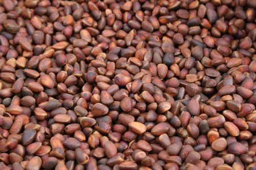 В Туве под контролем Россельхознадзора досмотрено 165,024 тонны кедрового ореха