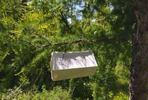 Сибирский шелкопряд и непарный шелкопряд: два врага леса и их вредоносность