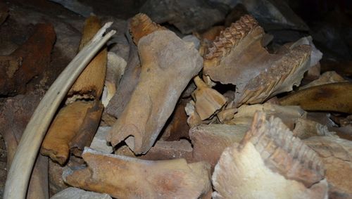 Палеонтологи обнаружили крупнейшее в Азии логово пещерных гиен