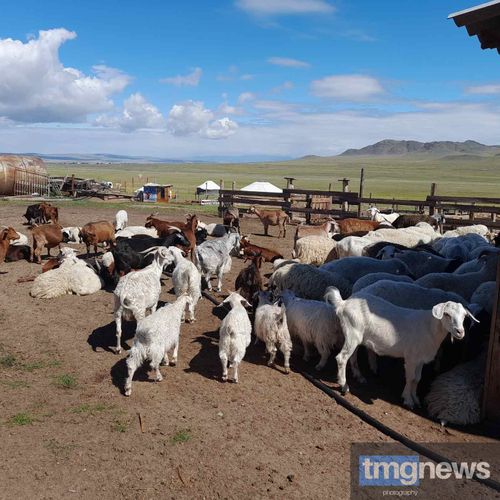 Минсельхозпрод Тувы объявил о старте приема заявок на гранты для семейных ферм