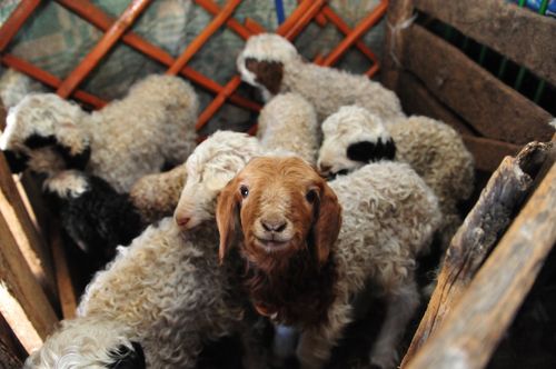 В Туве растелилось более 8 000 голов КРС