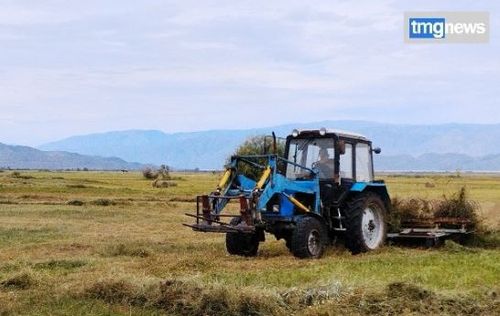Улуг-Хемде 5900 тонна сигенни кезип, мал чемин белеткээн