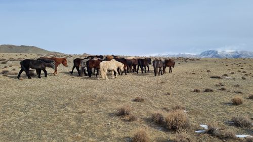 Пограничники Тувы задержали трех похитителей монгольских лошадей