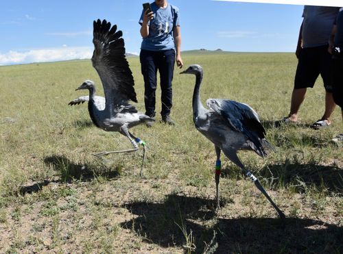 В Туве исследуют причины снижения численности журавля-красавки