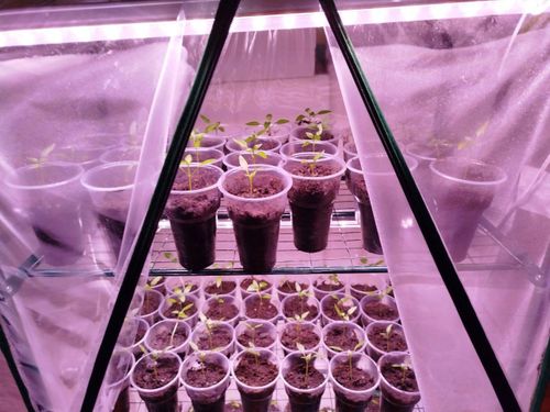 Первая рассада взошла у ветерана СВО, заключившего соцконтракт