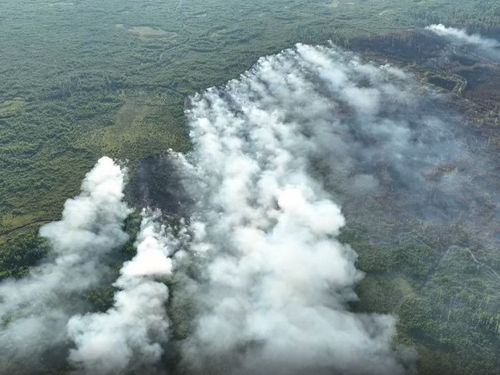 Глава Минприроды РФ опроверг заявление Рослесхоза о ситуации с пожарами в Рязанской области