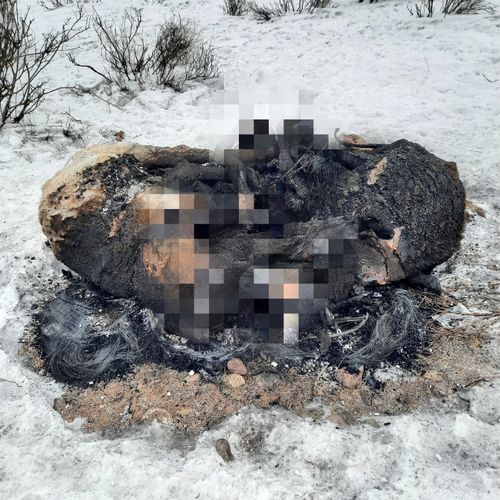 В Кызыле ликвидировали несанкционированный скотомогильник