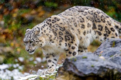 Ирбисов Тувы будут отслеживать с помощью смартфонов