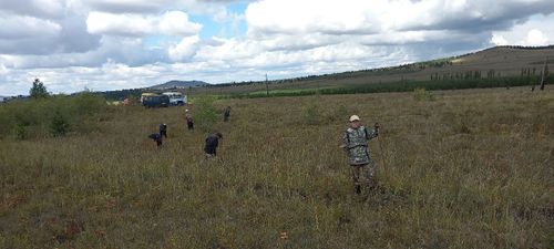В Туве проводят мероприятия по лесовосстановлению в рамках нацпроекта «Экологическое благополучие»