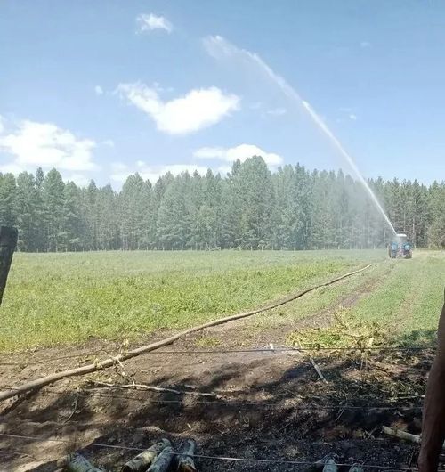 В Туве создают собственную базу посадочного материала для лесовосстановления
