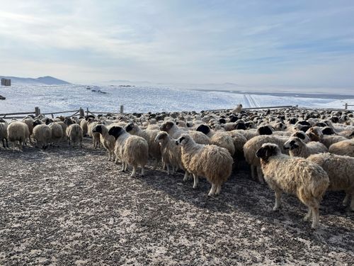 Минсельхозпрод Тувы подготовил комплексный план по развитию овцеводства и козоводства на период с 2025 по 2030 год