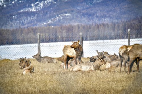 Туранский маралхоз будет перезагружен