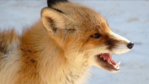 В Туве выявлен вирус бешенства у дикой лисицы