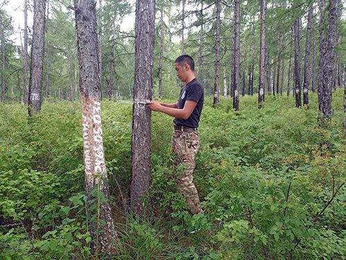 Лесопатологи Тувы проверили леса Тандинского района