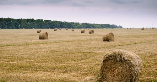 Пять районов Тувы приступили к заготовке кормов на зиму