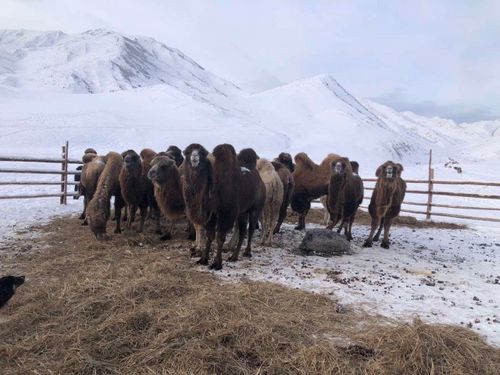 Зимовка скота в Туве проходит в штатном режиме – Минсельхоз