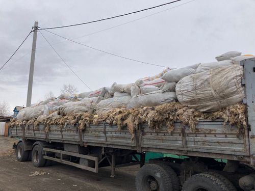 Сельхозпроизводители Дзун-Хемчикского района реализовали более 17 тонн шерсти