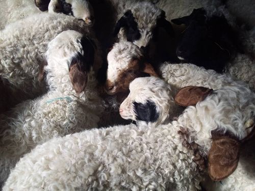 Тывада мал бажының саны өзүп турар